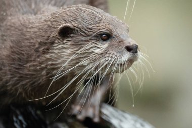 Asyalı küçük pençeli su samuru Amblonyx cinerea, aynı zamanda doğulu küçük pençeli su samuru veya kayanın üzerindeki küçük pençeli su samuru olarak da bilinir. Küçük sevimli kahverengi bir hayvanın detaylı portresi.