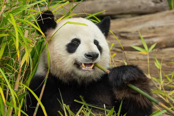 Seçici odak noktasında dev bir panda portresi. Komik siyah beyaz ayı bambu yer. göz teması