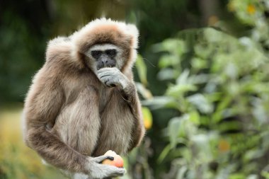 lar gibbon Hylobates lar also known as white-handed gibbon, an endangered primate in gibbon family, Hylobatidae. cute fluffy monkey with long arms and short body clipart