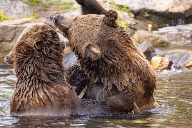 İki vahşi boz ayı, suda oynayan ursus arctos. Ayılar suda savaşırlar, çeşitli pozlar alırlar, ağzı açık ve etrafa su sıçratırlar.