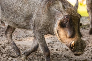 Yaygın yaban domuzu, ayakta. Uzun ağızlıklı ve küçük gözlü vahşi Afrika domuzu..