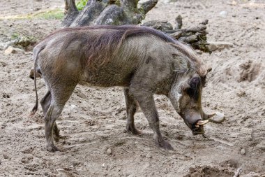 common warthog, standing. wild African boar with a long muzzle and small eyes. clipart