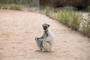 Madagaskar Adası faunasında siyah kafalı Verreaux 'nun White sifaka' sı. Büyük gözlü sevimli ve meraklı bir primat. Ünlü dans eden lemur.