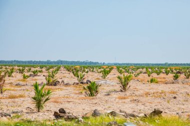 Palmiye yağı üretimi için genç palmiye ağaçları Malezya 'nın Kuala Lumpur kentindeki otoyol boyunca büyürler. Küçük avuç içleri