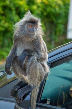 Tufted gri langur Semnopithecus priam, Madras gray ve Coromandel kutsal langur portresi. Gri komik tüylü maymun doğal yaşam alanında özgürce yaşıyor. Parkın yanındaki bir arabaya atlamak.