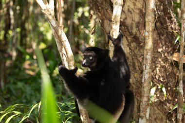 Lemur Indri indri, babakoto Madagaskar 'dan en büyük siyah beyaz lemur. Arkadan ışıklandırılmış yağmur ormanı arka planı, yakın plan, seçici odaklı delici mavi gözlü sevimli hayvan. Palmarium Park Oteli