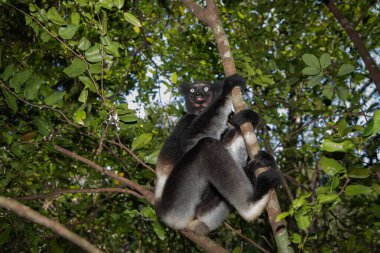 Lemur Indri indri, babakoto Madagaskar 'dan en büyük siyah beyaz lemur. Arkadan ışıklandırılmış yağmur ormanı arka planı, yakın plan, seçici odaklı delici mavi gözlü sevimli hayvan. Palmarium Park Oteli