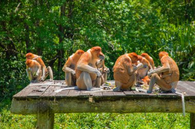 Borneo, Mangrove 'daki Proboscis Monkey Nasalis Larvatus. Vahşi doğada uzun burunlu komik kırmızı maymunlar. Küçük bir platformda oturup yemek yemek.