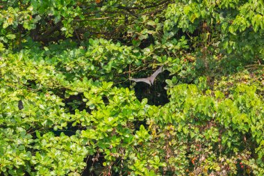 Yakın plan Mariana meyve yarasası Pteropus Mariannus 'u Sri Lanka' da mavi gökyüzü doğa arka planına asıyor. Doğal ortamda vahşi hayvanlar.