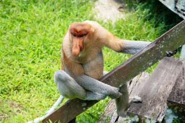 Borneo, Mangrove 'daki Proboscis Monkey Nasalis Larvatus. Vahşi doğada uzun burunlu komik kırmızı maymunlar.