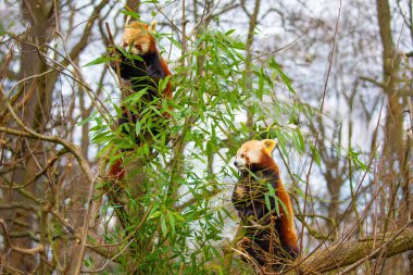 Kırmızı panda Ailurus fulgens, küçük bir memelidir. parlak kırmızı kürklü ve geniş şirin ağızlıklı sevimli, tüylü bir hayvan bir ağaca oturur ve genç bambu filizlerini yer.