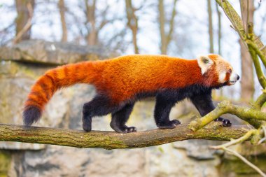 Kırmızı panda Ailurus fulgens, küçük bir memelidir. parlak kırmızı kürklü ve geniş şirin ağızlıklı sevimli, tüylü bir hayvan bir ağaca oturur ve genç bambu filizlerini yer.