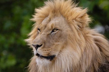 Aslan kafasının yakın plan görüntüsü. Aslan, kürkünün ve özelliklerinin ince detaylarını gösteren kalın yeleye sahiptir. Yeşil doğal arka planda aslan erkek portresi