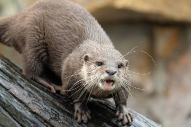 Asyalı küçük pençeli su samuru Amblonyx cinerea, aynı zamanda doğulu küçük pençeli su samuru veya kayanın üzerindeki küçük pençeli su samuru olarak da bilinir. Küçük sevimli kahverengi bir hayvanın detaylı portresi.
