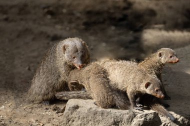 Gruplu firavun faresi, bebekli grup, Mungos hayvanat bahçesi esiri. Ayrıntılı olarak seçici odaklanma. Küçük sevimli kahverengi hayvanlar.