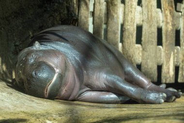 Küçük cüce su aygırı Choeropsis liberiensis. Tahta bir çitin yanında uyuyan sevimli küçük su aygırları.