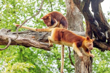 Goodfellows Tree Kangaroo, dendrolagus goodfellowi buergersi, Adult closeup. portrait of very cute rare red animal. arboreal endemic of new guinea. clipart