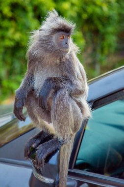 Tufted gri langur Semnopithecus priam, Madras gray ve Coromandel kutsal langur portresi. Gri komik tüylü maymun doğal yaşam alanında özgürce yaşıyor. Parkın yanındaki bir arabaya atlamak.