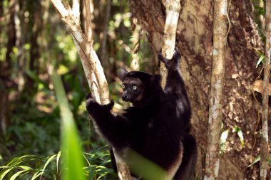 Lemur Indri indri, babakoto Madagaskar 'dan en büyük siyah beyaz lemur. Arkadan ışıklandırılmış yağmur ormanı arka planı, yakın plan, seçici odaklı delici mavi gözlü sevimli hayvan. Palmarium Park Oteli