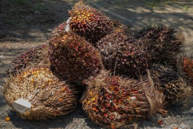 Büyük olgun palmiye yağı yığını, palmiye yağı üretimi için hazır.