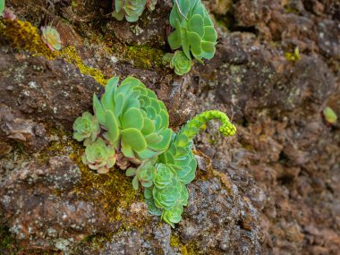 wild mountain succulents in the form of rosettes grow on the slope. clipart