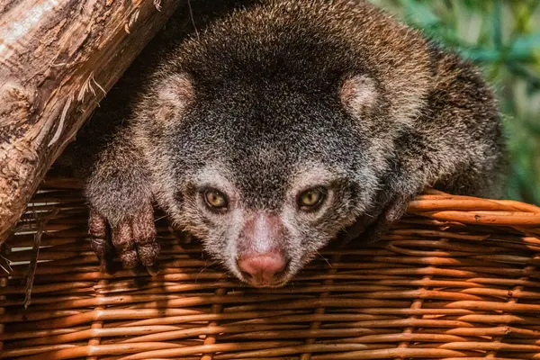 Şirin vahşi ayı cuscus aulirops ursinus arboreal. Asya 'da ağaçlarda yaşayan küçük, sevimli, ender bulunan bir hayvan.