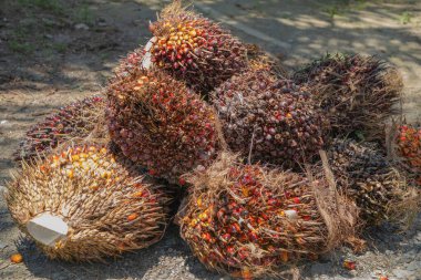 Büyük olgun palmiye yağı yığını, palmiye yağı üretimi için hazır.