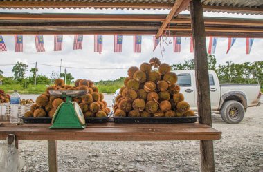 Malezya 'dan taze Durian meyvesi kısmen açıldı ve dikenli derilerin içinde dinlenen parlak sarı etleri ortaya çıkardı..