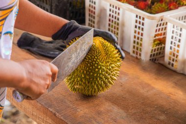 Malezya 'dan taze Durian meyvesi kısmen açıldı ve dikenli derilerin içinde duran parlak sarı etleri ortaya çıkardı. Kadın eli satılık büyük bir meyveyi açıyor.