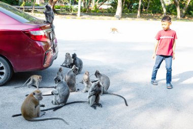 Kuala Lumpur, Malezya. 01.08.2024 İnsanlar Malezya 'daki bir Asya parkında vahşi langur maymunlarıyla etkileşim halindeler. Asyalı çocuk vahşi langur maymunu okşuyor