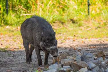 Visayan siğil domuzu Sus Cebifron 'un büyük yetişkin yaban domuzu türü domuz cinsi. Filipinler 'in Visayan Adaları' na özgü. Büyük gri yaban domuzu, yan görüş seçici odak
