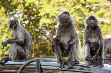 Tufted gri langur Semnopithecus priam 'ın portresi, Madras gri langur ve Coromandel kutsal langur olarak da bilinir. Gri komik tüylü maymun doğal yaşam alanında özgür yaşıyor, Malezya şehir parkında.