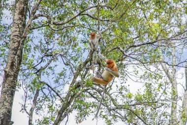 Borneo, Mangrove 'daki Proboscis Monkey Nasalis Larvatus. Komik büyük kırmızı uzun burunlu maymunlar ağaçta.