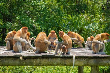 Borneo, Mangrove 'daki Proboscis Monkey Nasalis Larvatus. Vahşi doğada uzun burunlu komik kırmızı maymunlar. Küçük bir platformda oturup yemek yemek.