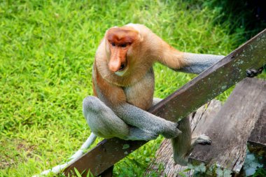 Borneo, Mangrove 'daki Proboscis Monkey Nasalis Larvatus. Vahşi doğada uzun burunlu komik kırmızı maymunlar..