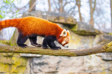 Kırmızı panda Ailurus fulgens, küçük bir memelidir. parlak kırmızı kürklü ve geniş şirin ağızlıklı sevimli, tüylü bir hayvan bir ağaca oturur ve genç bambu filizlerini yer.