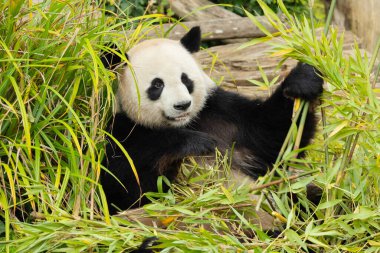 Seçici odak noktasında dev bir panda portresi. Komik siyah beyaz ayı bambu yer. göz teması