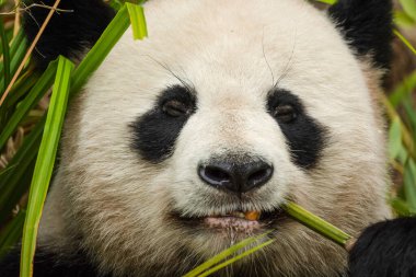 Seçici odak noktasında dev bir panda portresi. Komik siyah beyaz ayı bambu yer. göz teması