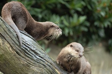 Asyalı küçük pençeli su samuru Amblonyx cinerea, aynı zamanda doğulu küçük pençeli su samuru veya kayanın üzerindeki küçük pençeli su samuru olarak da bilinir. Küçük sevimli kahverengi bir hayvanın detaylı portresi.