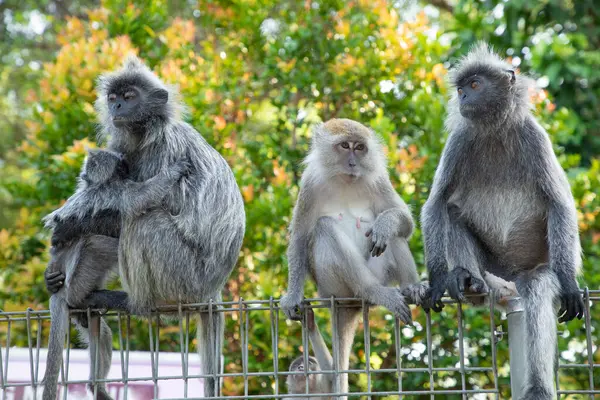 Tufted gri langur Semnopithecus priam 'ın portresi, Madras gri langur ve Coromandel kutsal langur olarak da bilinir. Gri komik tüylü maymun doğal yaşam alanında özgür yaşıyor, Malezya şehir parkında.