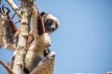 Nesli tükenmekte olan Coquerel 'den Sifaka Lemur Propithecus coquereli. Madagaskar ormanında, doğal ortamında sevimli beyaz saçlı bir primat.