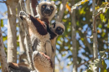Nesli tükenmekte olan Coquerel 'den Sifaka Lemur Propithecus coquereli. Madagaskar ormanında, doğal ortamında sevimli beyaz saçlı bir primat.