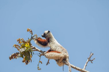 Endangered Coquerel's Sifaka Lemur Propithecus coquereli . cute white-haired primate in his natural habitat, in the forest in Madagascar clipart