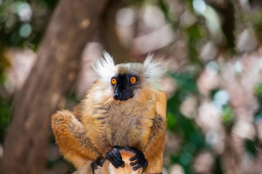 Mohren Maki in its natural habitat, in the forest of Madagascar . A small cute red fluffy animal sits on a tree clipart