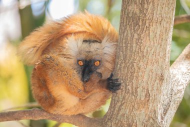 Mohren Maki in its natural habitat, in the forest of Madagascar . A small cute red fluffy animal sits on a tree clipart