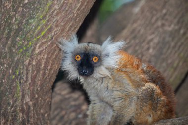 Mohren Maki in its natural habitat, in the forest of Madagascar . A small cute red fluffy animal sits on a tree clipart