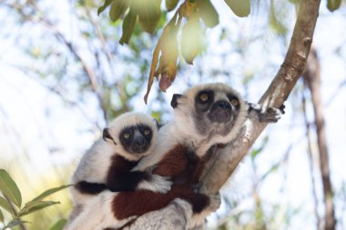 Nesli tükenmekte olan Coquerel 'den Sifaka Lemur Propithecus coquereli. Madagaskar ormanında, doğal ortamında sevimli beyaz saçlı bir primat.
