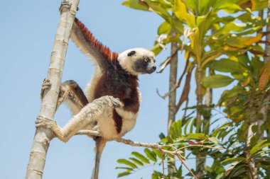 Nesli tükenmekte olan Coquerel 'den Sifaka Lemur Propithecus coquereli. Madagaskar ormanında, doğal ortamında sevimli beyaz saçlı bir primat.