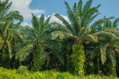 Malezya 'daki Kuala Lumpur çevresindeki yollar boyunca palmiye yağı üretimi için sonsuz palmiye ağaçları. Bir numaralı palmiye yağı üreticisi. parlak yeşil doğal arkaplan