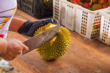 Malezya 'dan taze Durian meyvesi kısmen açıldı ve dikenli derilerin içinde duran parlak sarı etleri ortaya çıkardı. Kadın eli satılık büyük bir meyveyi açıyor.